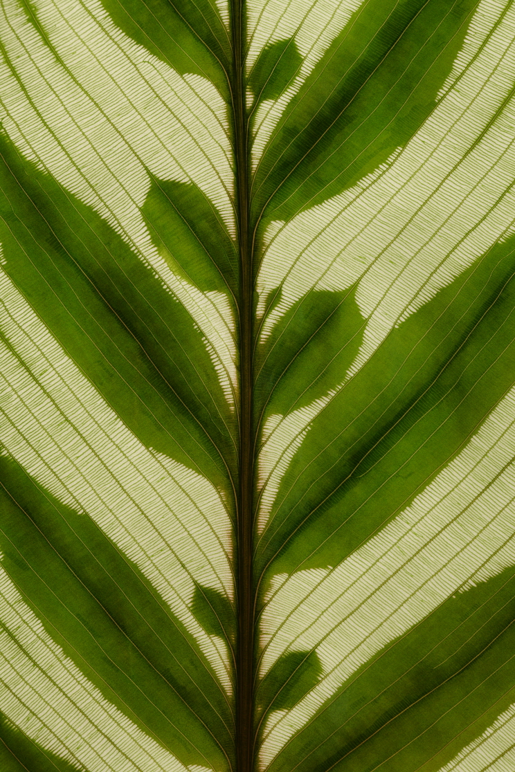 크기변환_Estranged Woods-1405_115.2x76.8cm_Digital c-print, 2014.JPG