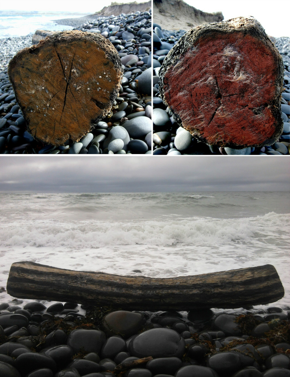 크기변환_expressions of an intimate ecology - painted log _ p ward 2010.jpg
