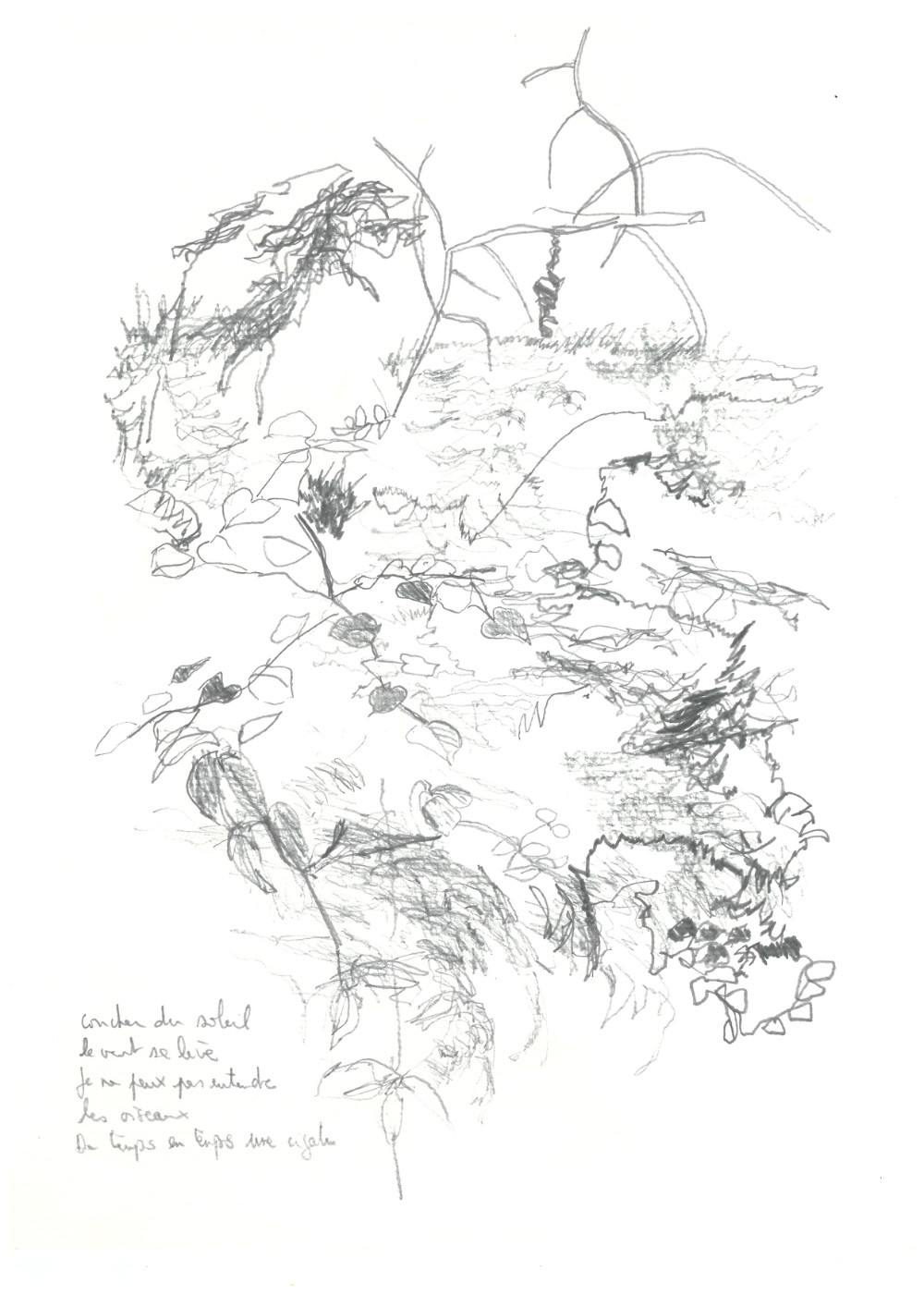 The song of the birds.jpg