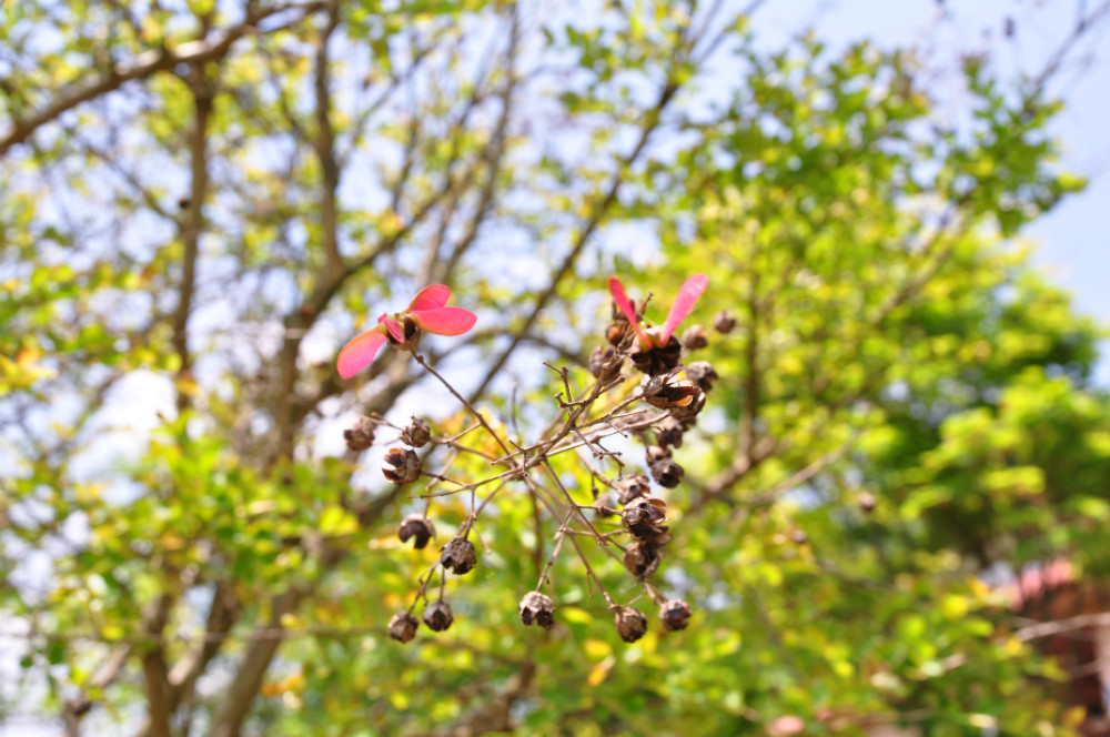 DSC_0888.JPG